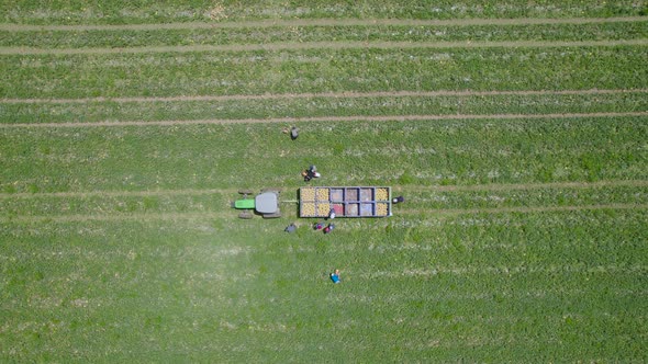 Aerial Top Shot Above of Melon's Harvest At Sdot Negev, Israel