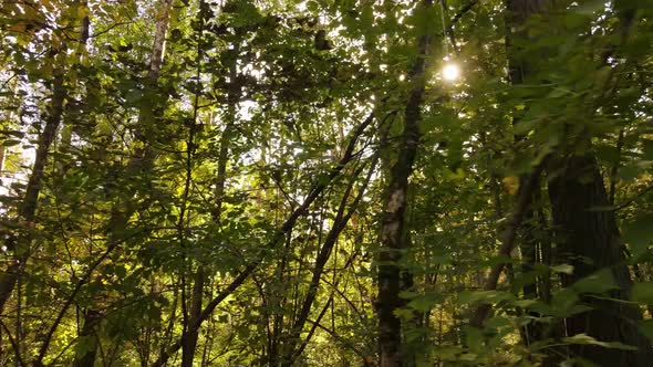 Forest with Trees in an Autumn Day