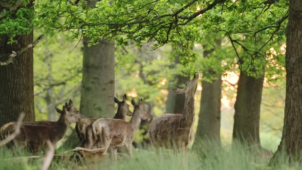 UK Wildlife, Female Red Deer Feeding and Eating Leaves from a Tree, Standing on Hind Legs in Richmon