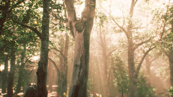 Rays of Sunlight in a Misty Forest in Autumn