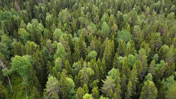 Aerial Top Down View on Forest in the Summer, Drone Shot Flying Over Tree Tops, Nature Background