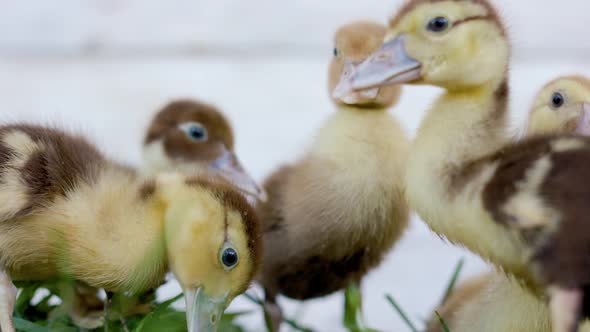 Little Ducklings In Green Grass On Sunny Day