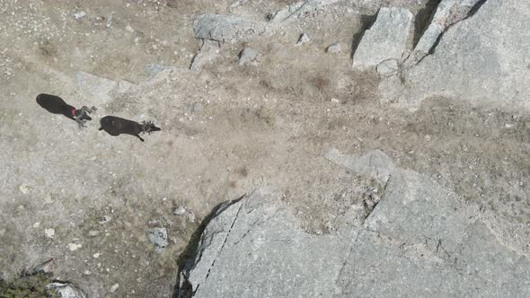 Goats walk underneath a drone through a rocky path.