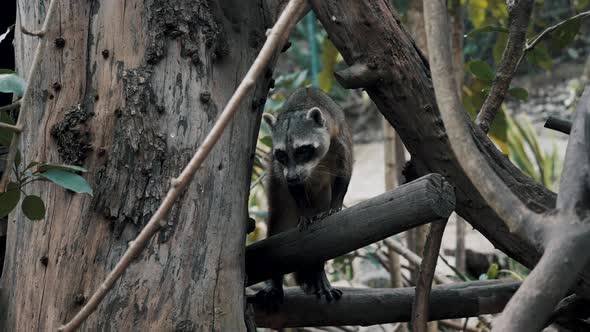 Crab-eating Raccoon Or South American Raccoon In The Woods - wide shot