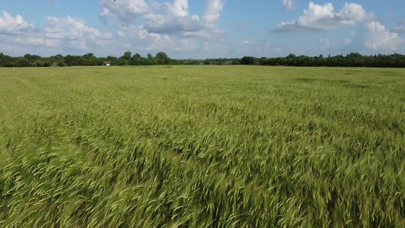 The Wind Makes Waves on Young Green Barley