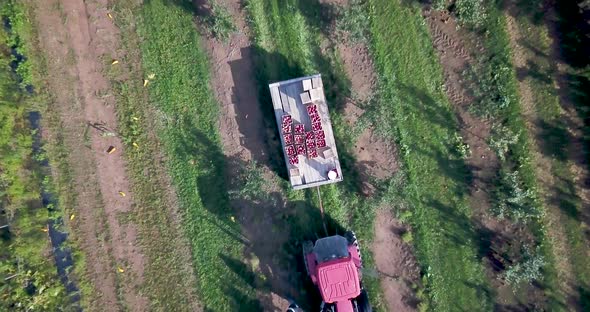 Camera is close on bins of apples and then rises straight up into the air revealing the tractor and
