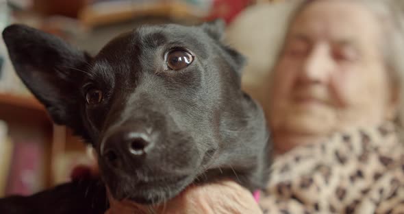 Closeup Portrait of a Dog Being Stroked By an Elderly Woman