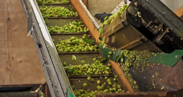 View to Conveyor with Harvested Cascade Hop on Farm