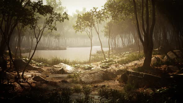 River in Mysterious Forest with Fog