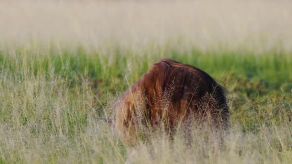 Brown Hyena feeding on a carcass, looks at something in the distance. Telephoto shot during sunrise.