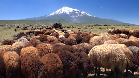 Brown Sheep Herds on Ararat Mountain in Anatolia Turkey