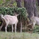 Goats in Nature. - VideoHive Item for Sale