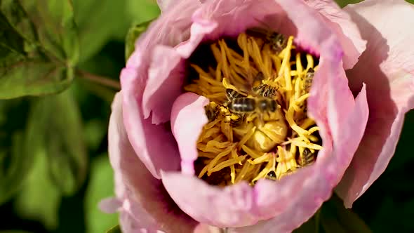 Honey bees flying bee collecting nectar of flower tree peony