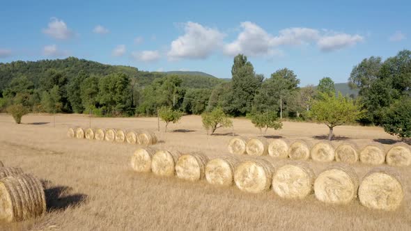 Round hay bales on farmland. Countryside landscape