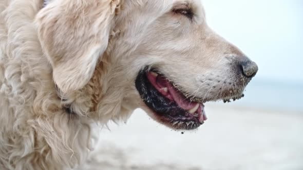 Cute Labrador Dog after Playing with Sand