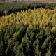 A Stunning View of the Autumn Forest with Green Coniferous Pines and Yellow Birches. Top View Drone - VideoHive Item for Sale