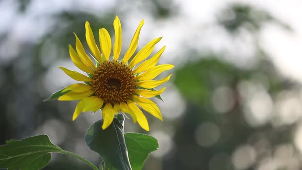 Sunflower sways in wind. sunflower flower closeup. field of yellow sunflower flowers against backgro