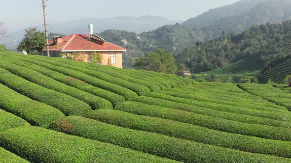 Top View of the Tea Plantation Abstract Natural Background