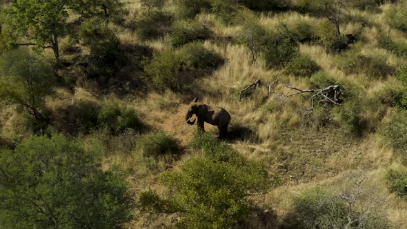 Aerial View of Elephants walk in the savana, Balule Nature Reserve, Maruleng NU.