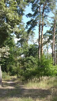 Vertical Video of Beautiful Green Forest By Day