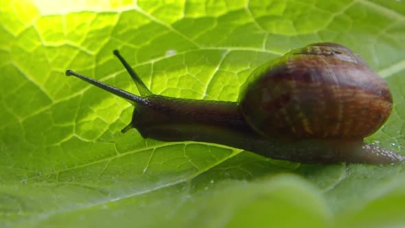 land snails on the plant, close-up