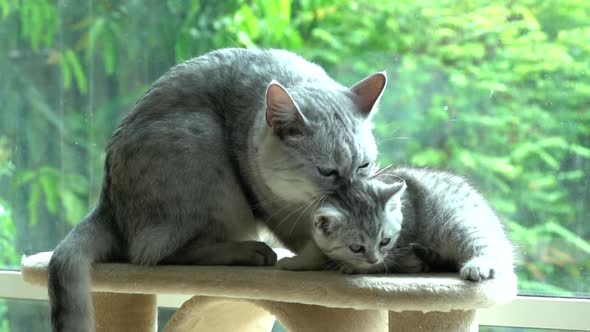 British Shorthair Cat And Her Kitten Sitting On Cat Tower