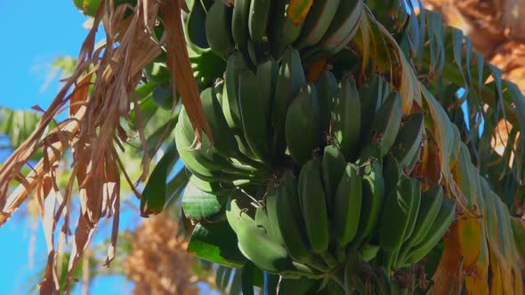 Close-up of Banana Tree Leaf and Fruit