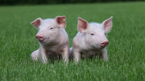 Piglets sitting on grass