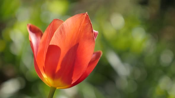 Garden Tulipa gesneriana flower shallow DOF  4K 2160 30fps UltraHD footage - Gentle Didier tulip lil