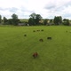 Herd of Horses in a Meadow in Summer - VideoHive Item for Sale
