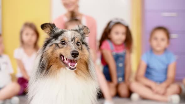 Happy therapy dog in the preschool 