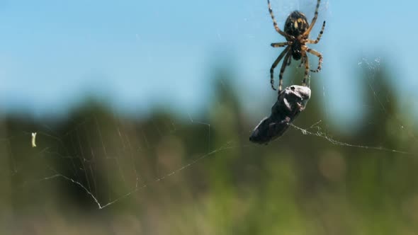 An Insect Hanging on Its Spider Web