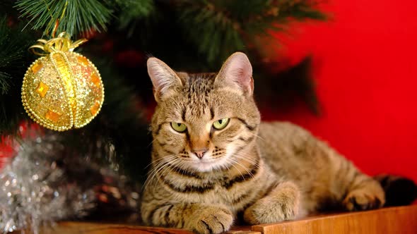 Tabby Striped Christmas Grey Cat Lies Near New Year Tree with Gold and Illuminating Yellow Christmas