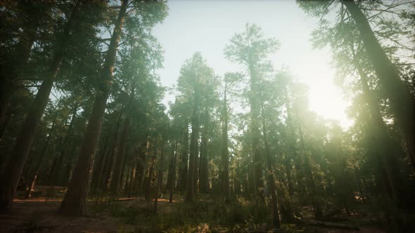 Redwood Forest Foggy Sunset Scenery