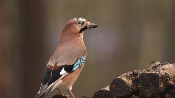 Close-up shot of Eurasian jay with distinctive plumage on wood stack