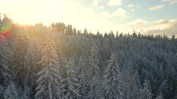Aerial winter landscape with pine trees of snow covered forest in cold mountains at sunrise. alt
