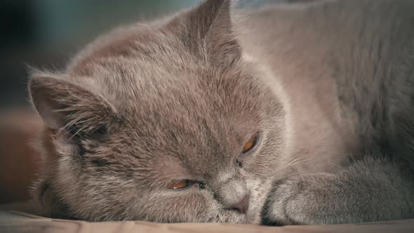 Pedigree Gray Domestic Cat Sleeps on a High Chair in the Apartment