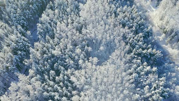 Flight over the Siberian taiga. Forest covered with frost.