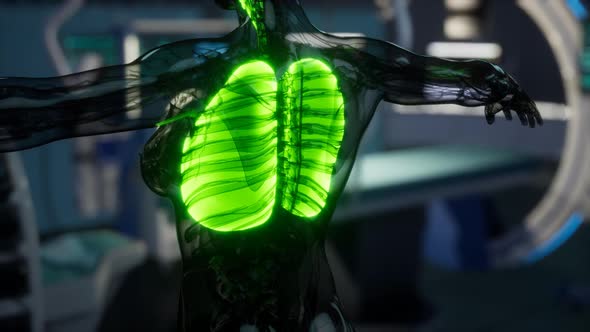 Human Lungs Radiology Exam in Laboratory alt