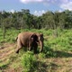 Elephant in Sri Lanka - VideoHive Item for Sale