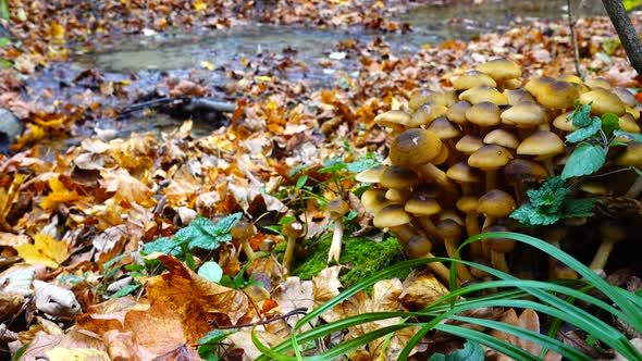 Honey Fungus Mushrooms 5
