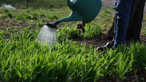 Take Care of Garden  Close Up View of Gardener Watering Garden Bed