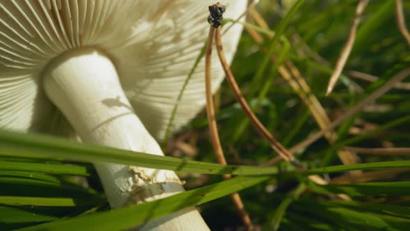 Russula Mushroom Lies in Meadow Grass with Yellow Needles