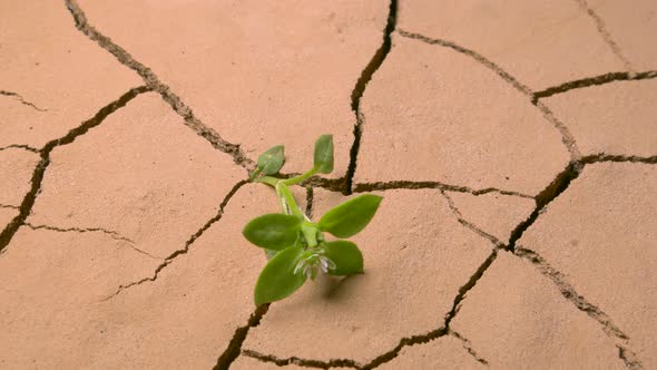 A Green Sprout Withered in the Dry Cracked Ground