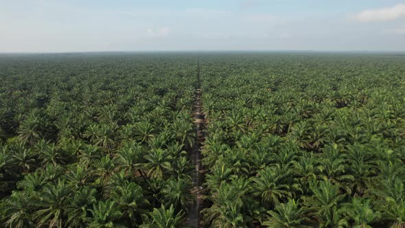 Aerial View of The Palm Oil Estates