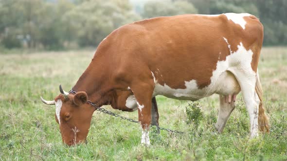 Brown milk cow grazing on green grass at farm grassland