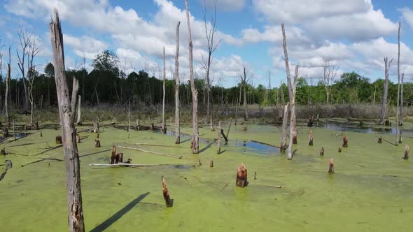 Aerial Pan of Large Swamp in Forest