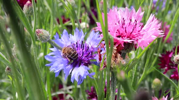 A Honey Bee Collects Nectar Pollen From a Cornflower Flower