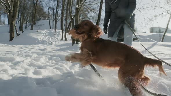 Young Spaniel Dog Playing Outdoors in Snow at Winter