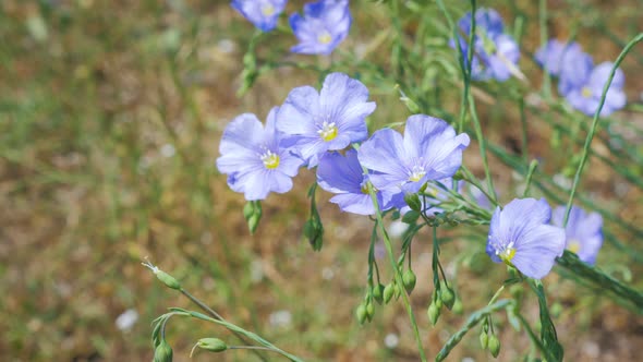 Flax Flowers Sway in the Wind